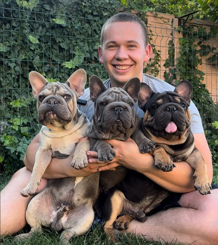 French Bulldog — Night Drakula Kennel